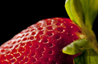 UCM tallos raices fresas propiedades