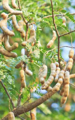 arbol tamarindo