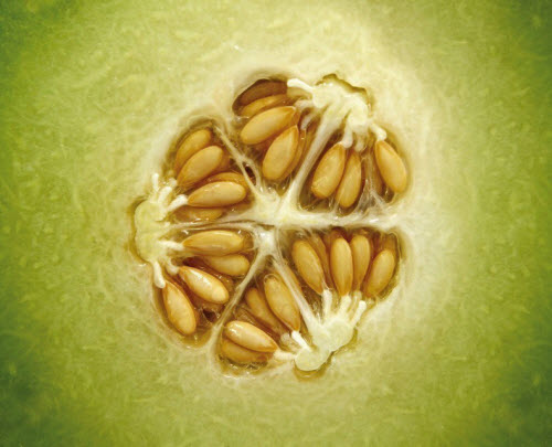 Melon Galkia Bayer Fruit Logisitica