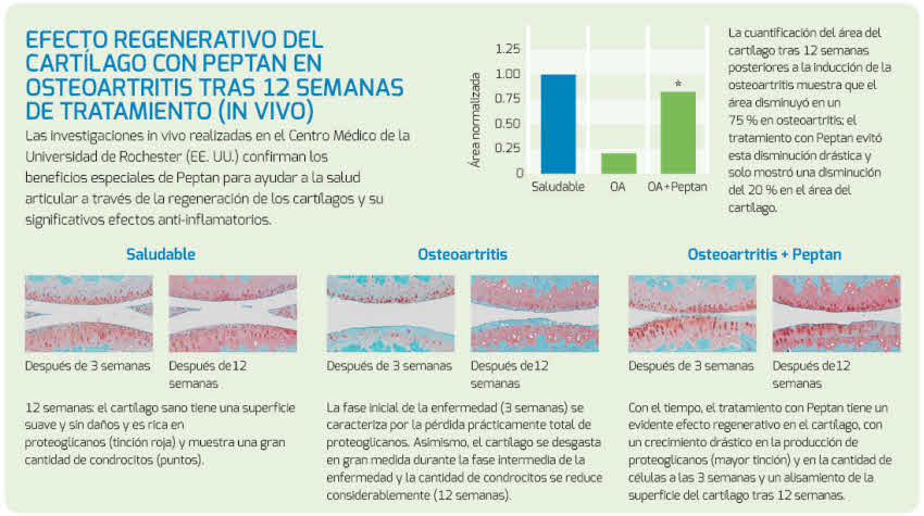 Peptan efecto regenerativo