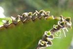 Kalanchoe daigremo