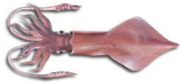 calamar Cefalopodos