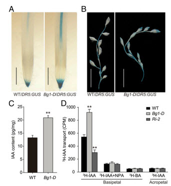 Altered auxin distribution transport in Bg1 D mutant