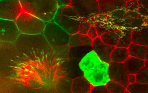 Opterra II Fluorescence Confocal Microscope