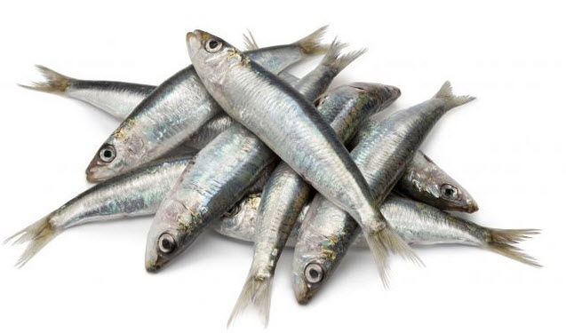 sardinas