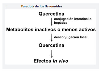 paradoja flavonoides