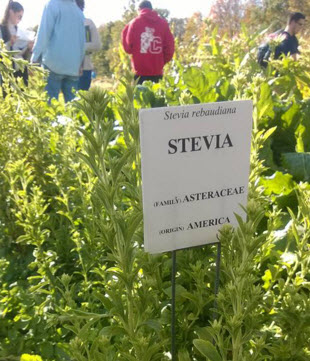 stevia