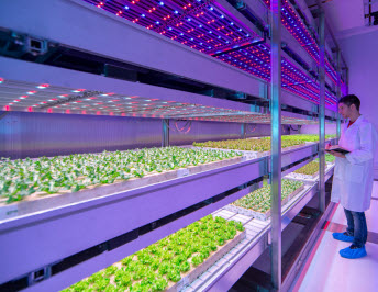 Philips Grow Wise City Farming granja tenedor pocas millas diferencia