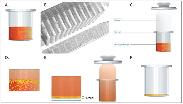RAFT 3D Cell Culture System