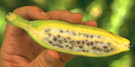 Sigatoka Negra bananos