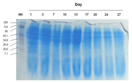 SDS-PAGE de patrón de proteína a través de la fermentación. MK: Peso Molecular marcador (kDa).