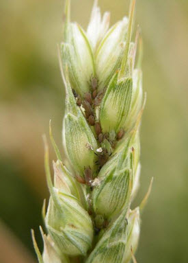 Grain aphid