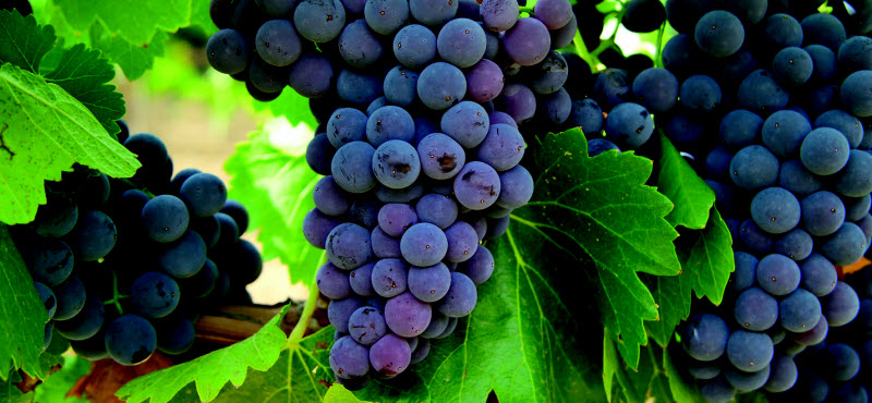 cosecha uvas