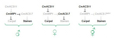 Modelo genético CmWIP1
