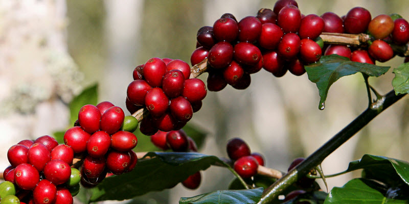 Food News Latam - La producción de café en China