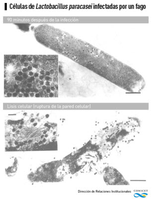 celulas lactobacillus