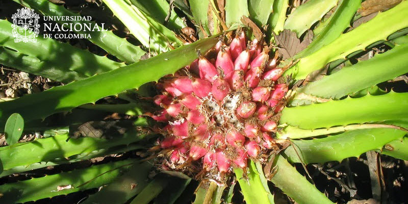 Hierba Pica Pica – Arboles y Flores en República Dominicana