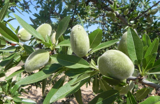 almendras