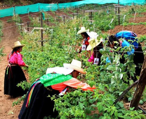 produciendo frambuesa