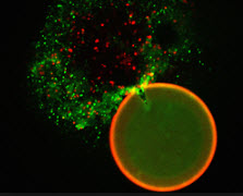 mycorrhizal fungus Claroideoglomus