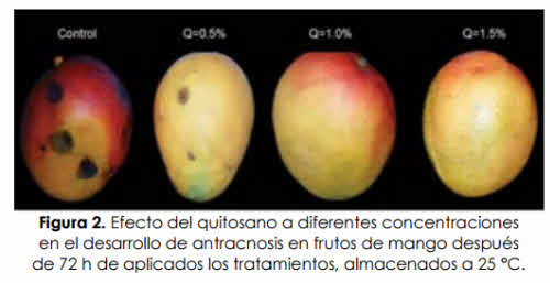 Efecto quitosano sobre mango concentraciones diferentes