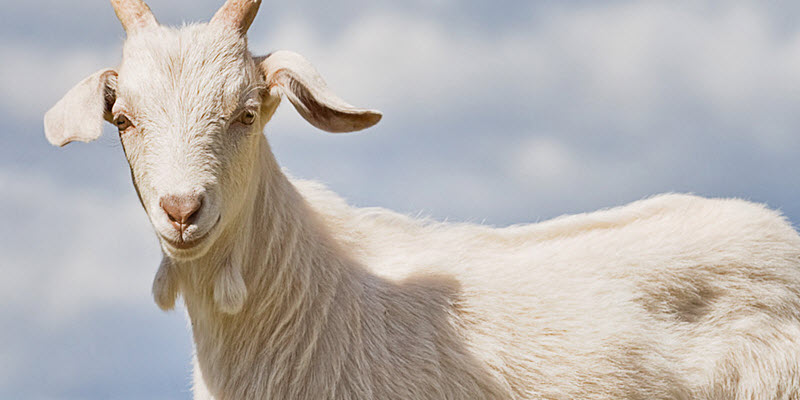 Food News Latam - Las Buenas Prácticas de ordeño para la leche de cabra