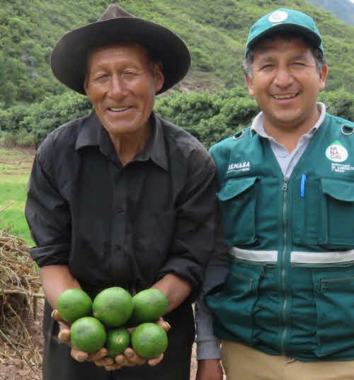 peru exporta palta india