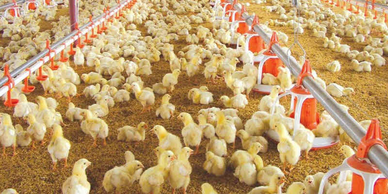 Food News Latam - ¿Cuáles son los pollos de engorde?