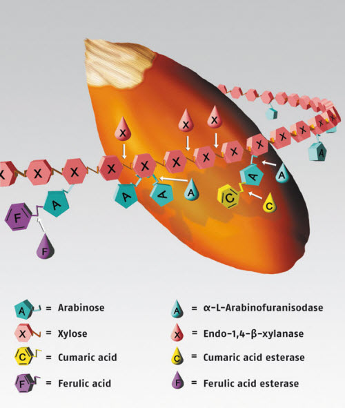 enzyme illustration