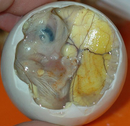 huevo de Pato Balut Antes de ser cocido
