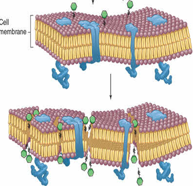 membrana celula