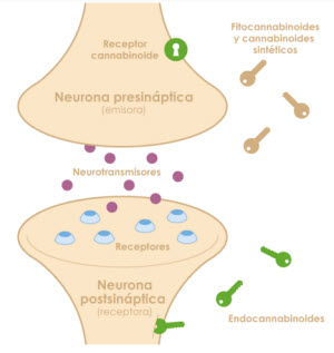 Como funciona endocannabinoides Foto fundacion canna