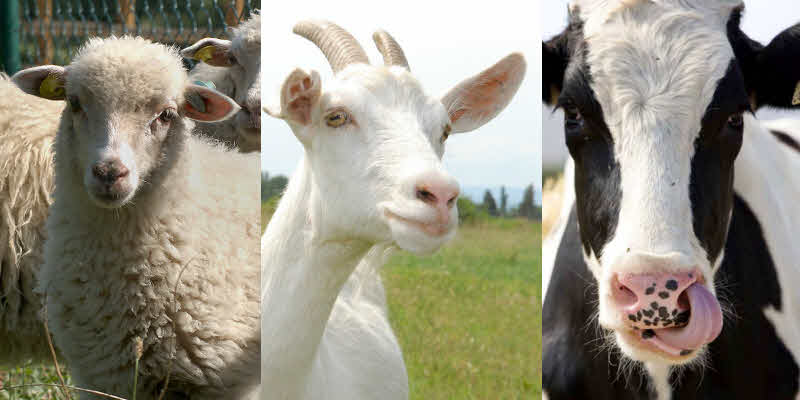 El papel de la leche de cabra en una alimentación saludable