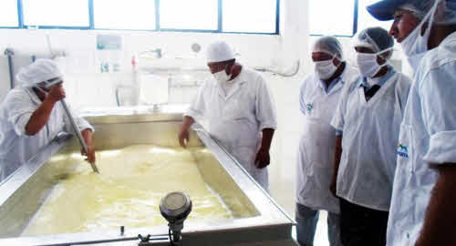 produciendo quesos