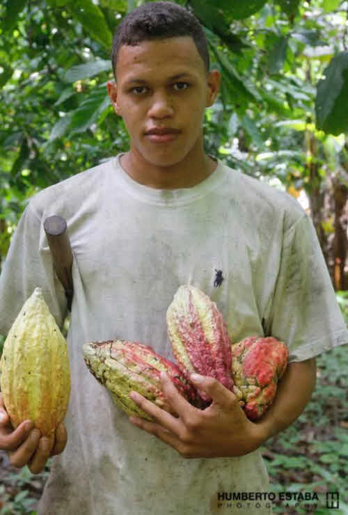 conferencia mundial cacao venezuela 2016