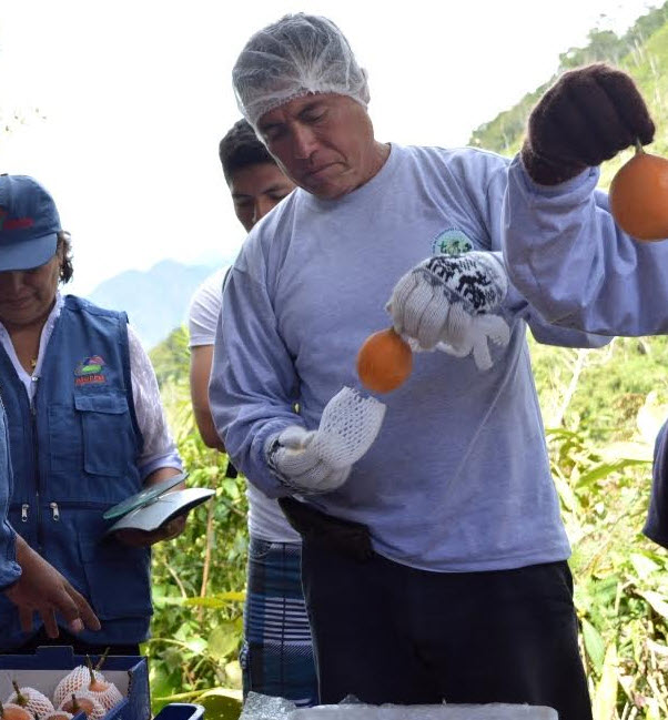 exportando Granadillas Holanda desde Peru