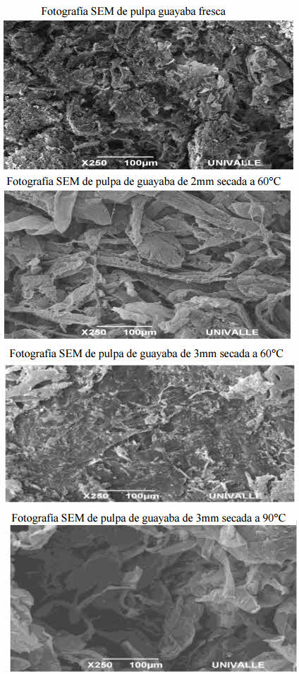 fotografia SEM secado refractancia guayaba