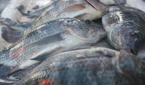 recubrimiento protecto pescado antibacteriano
