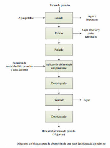 proceos deshidratacion palmito