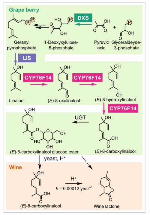 Enxima desoxi D sintasa xylulose 5 fosfato linalol sintasa