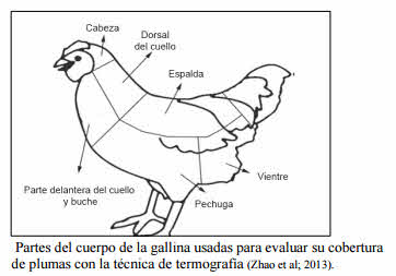 parte cuerpo gallina