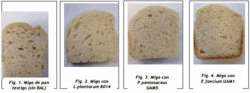 pan fermentado bacteria lactea