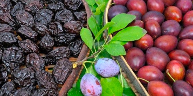 Desafíos y oportunidades en exportación de ciruelas