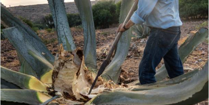 Agave Bagasse: A Valuable Resource for Biomaterials and Nutrition - News Directory 3