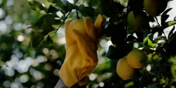 Citrusvil, valor sustentable para el mundo